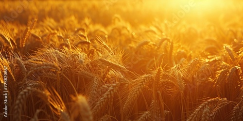 A beautiful sunset over a field of wheat. Perfect for agricultural themes or natural landscapes