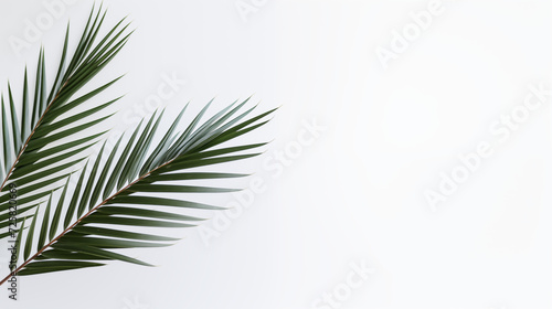 Gałązka palmy - Niedziela Palmowa. Symbol wjazdu Jezusa do Jerozolimy. Chwała Panu photo