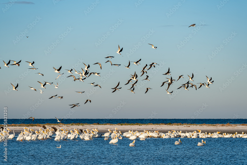 american white pelicans and black skimmers