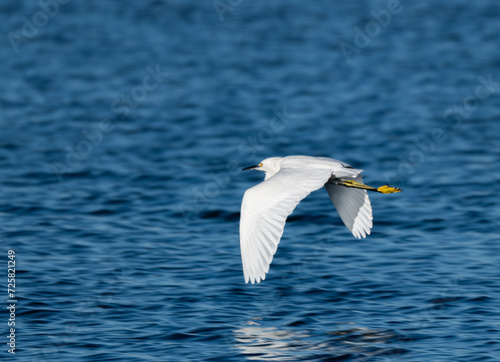 snowy egret in flight