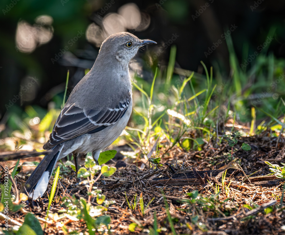 Fototapeta premium Tropical Mockingbird
