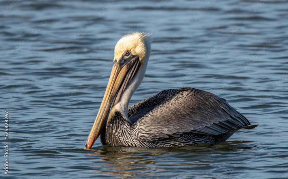 Pelican a Pelican a
