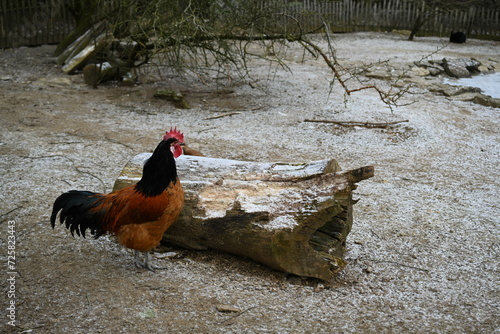 Ein Hahn der Rasse Vorwerk draussen im Winter