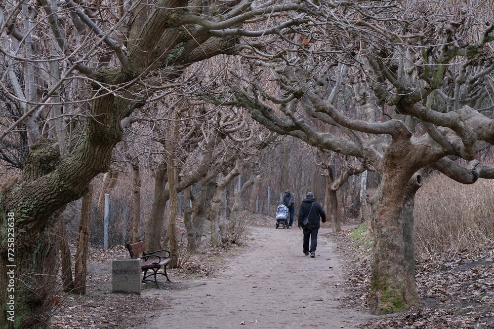 Beautiful avenue of trees with bent branches and walking people in autumn day. Brzezno, Baltic Sea, Gdansk, Poland