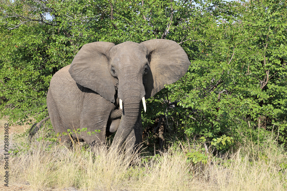 Fototapeta premium Afrikanischer Elefant / African elephant / Loxodonta africana