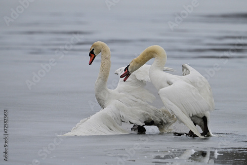 Spring scene of two male Mute Swans fighting for the affection of a female mute Swan on a frozen lake