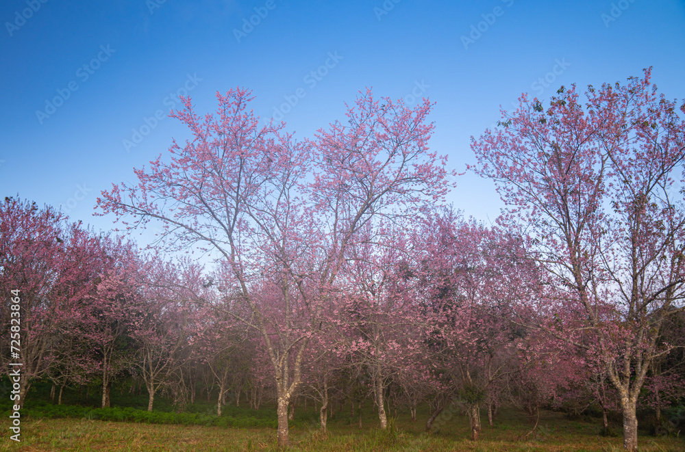 Beautiful Pink white Cherry blossom flowers tree branch in garden with blue sky..Springtime Beauty Pink Cherry Blossoms Bloom on Tree Branches in a Japanese Garden. Beautiful Pink white Cherry blossom flowers tree branch in garden with blue sky..Springtime Beauty Pink Cherry Blossoms Bloom on Tree Branches in a Japanese Garden.