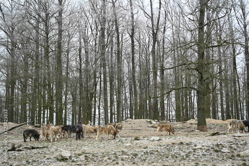Wolf pack of canadian timber wolf in forest in winter