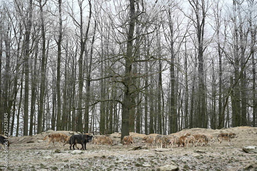 Pack of canadian timber wolfs in forest in winter