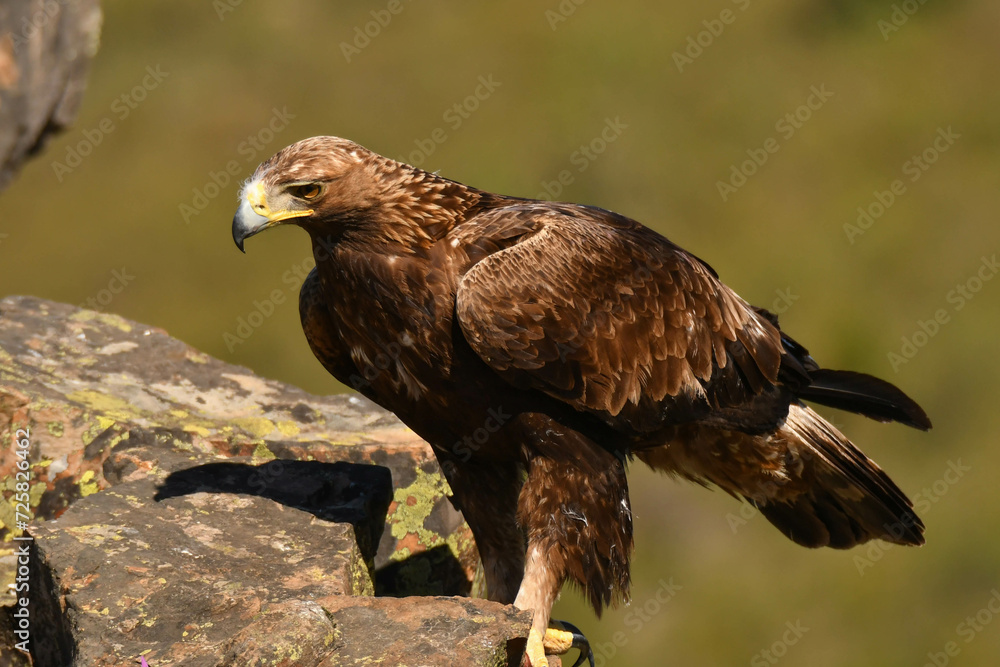 Fototapeta premium Steinadler