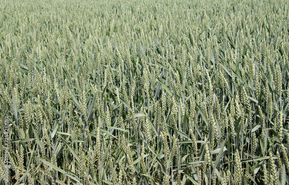 In the field growing green winter wheat In the field growing green winter wheat