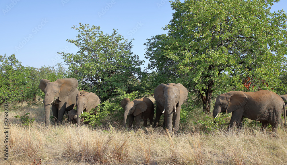 Obraz premium Afrikanischer Elefant / African elephant / Loxodonta africana