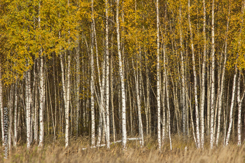 Golden birch trees in autumn