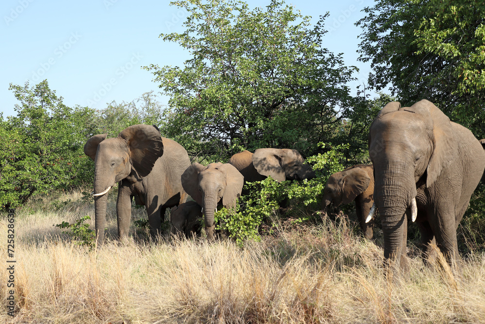 Afrikanischer Elefant / African elephant / Loxodonta africana