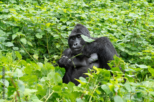 Portrait eines Gorilla Silberrücken in grüner Umgebung  © Elke