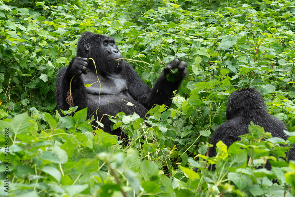 Portrait eines Silberrücken Gorilla Männchens beim Verzehr von Pflanzen Portrait eines Silberrücken Gorilla Männchens beim Verzehr von Pflanzen
