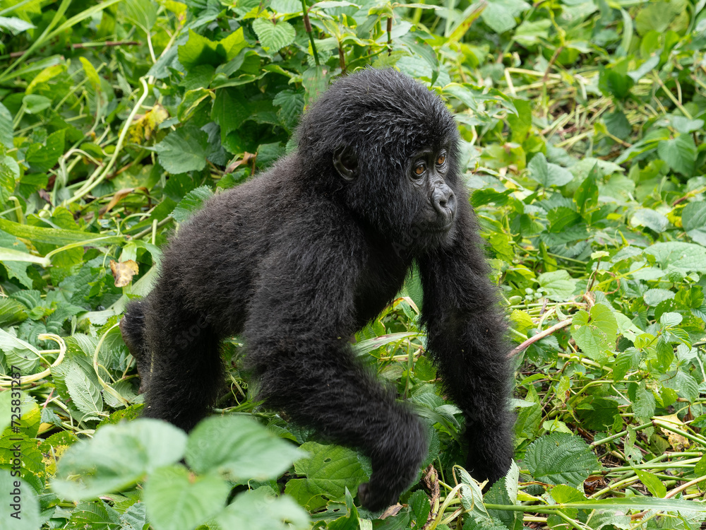 Fototapeta premium Süßes Gorilla Baby spaziert zwischen grünen Pflanzen auf den Betrachter zu
