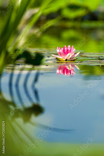 a water lily (nymphaea)