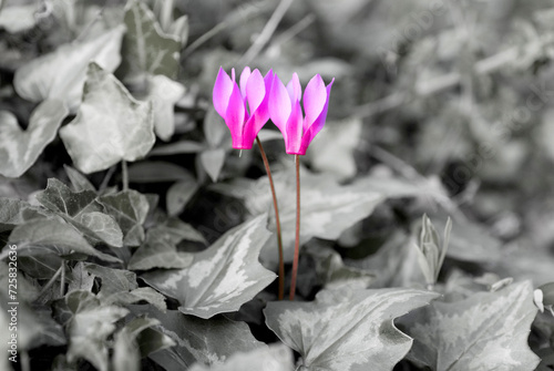 two flowers of the cyclamen (Cyclamen repandum) photo