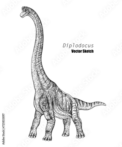 Diplodocus. Dinosaur sketch drawing. Black and white. Hand drawn vector art. line art
