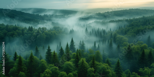 aerial view of foggy coniferous forest © Evgeny