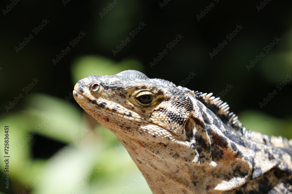 Fototapeta premium Iguana stopping the summer sun.