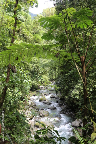 River in the jungle of Costa Rica.