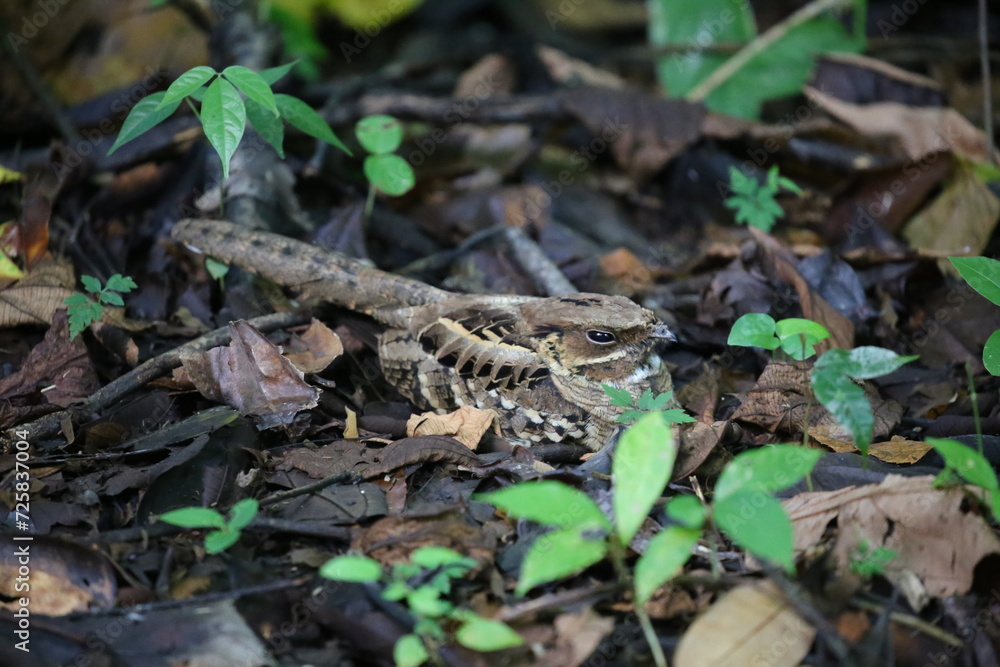 Fototapeta premium The roadside bird in its nest.