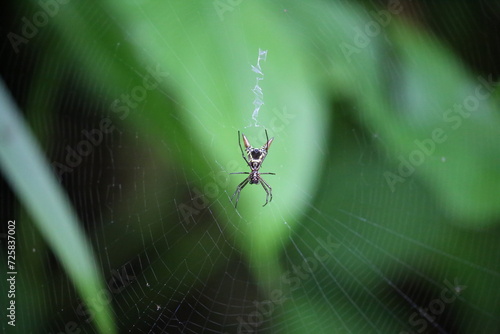 The devil spider in its spiderweb.