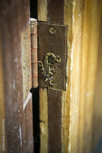 The dead scorpion by the door.