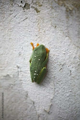 Photos The most beautiful frog in the world in your hands