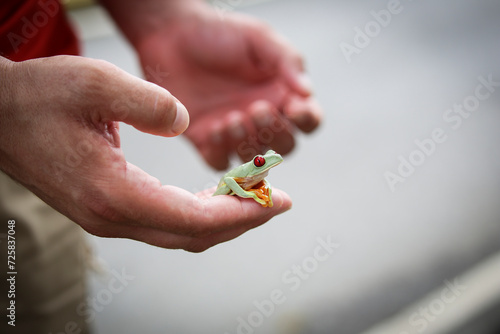 The most beautiful frog in the world in your hands. photo