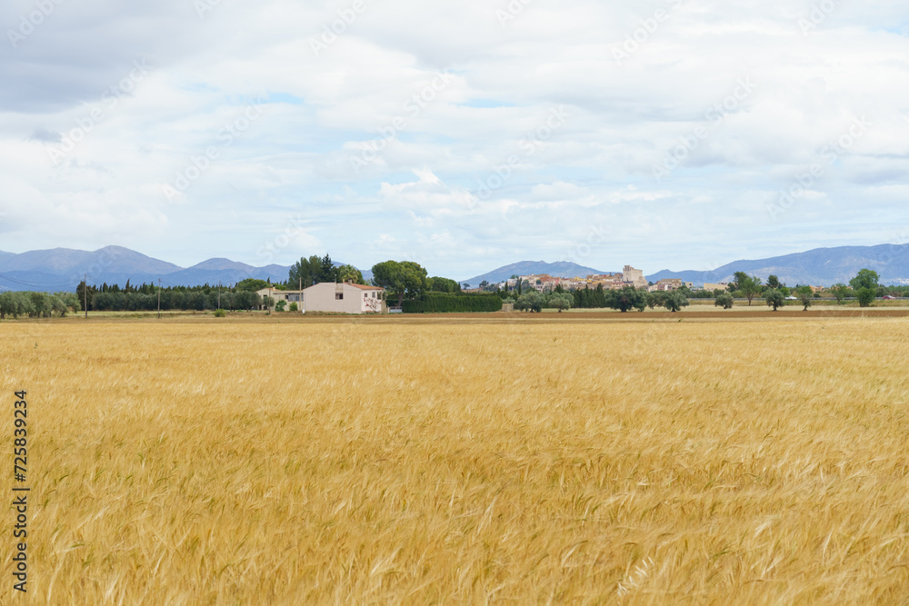 Fototapeta premium Field with rye or wheat in summer against the background of a farm.