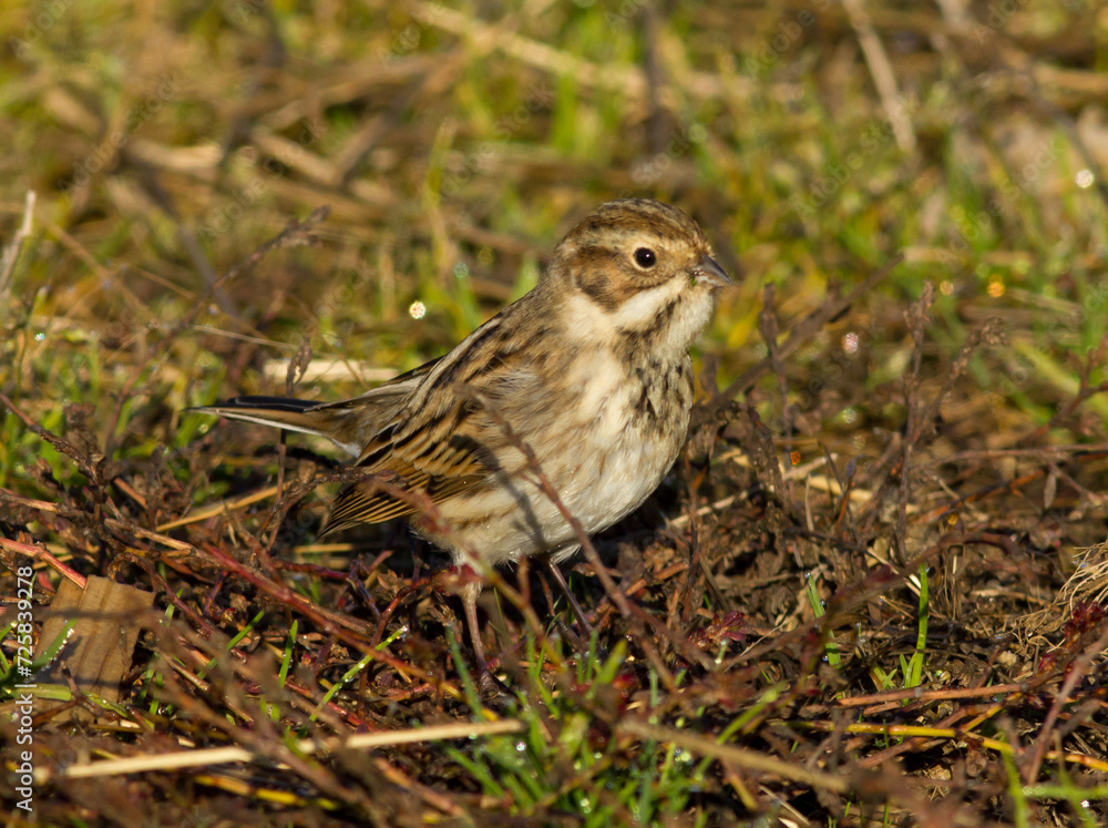 Common reed bunting in grass