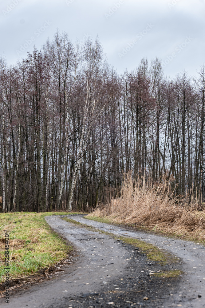 Fototapeta premium Zimowy krajobraz z mokrą ścieżką i wysokimi trawami