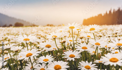 The landscape of white daisy blooms in a field at sunrise, sunny morning