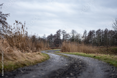 Wilgotna ścieżka wśród traw i drzew w zimowym krajobrazie