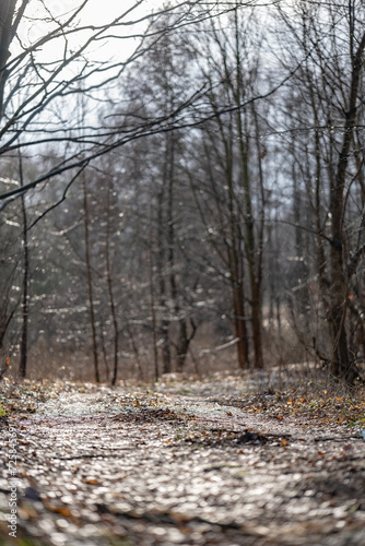 Leśna Ścieżka w Delikatnym Świetle