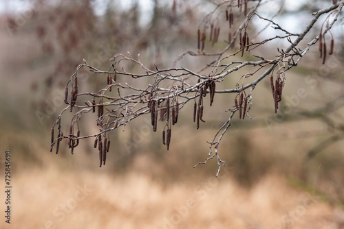 Gałęzie z Kotkami Brzozowymi na Tle Polnej Ścierni