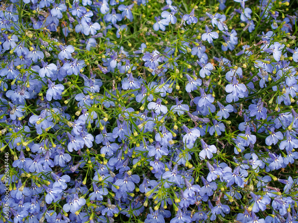 Small and very delicate blue wildflowers.