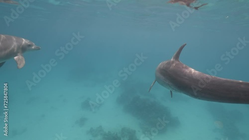 Amazing aquatic mammal animals playing socializing in natural habitat. Wildlife marine nature. Swimming with wild dolphins. Unique experience. Underwater bottlenose dolphins pod swimming in red sea. photo