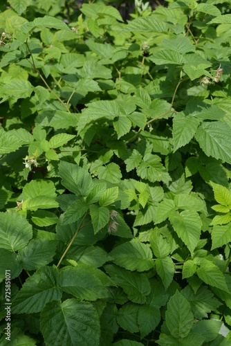 Home garden, young and green raspberry shoots with large leaves growing not far from the house.