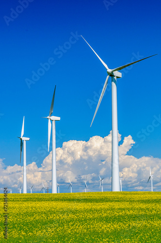Wind Turbines and Canola Field
