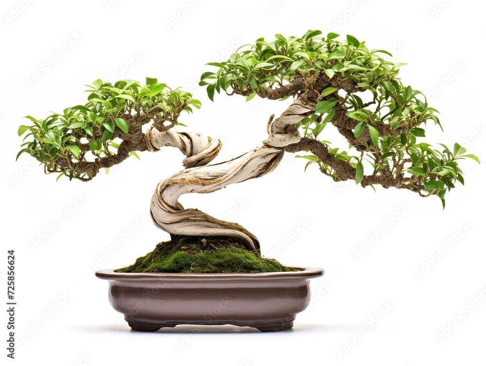 Potted Bonsai Tree Miniature Garden Isolated on White Background AI Generated Potted Bonsai Tree Miniature Garden Isolated on White Background AI Generated