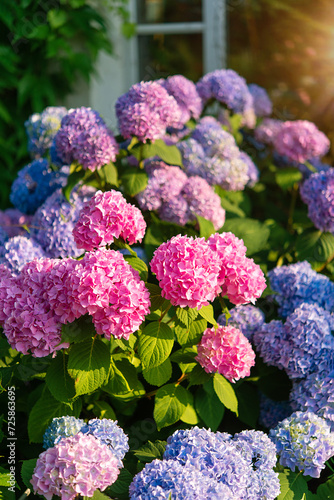 Blooming hydrangea bush, summertime floral background