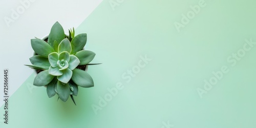Top view small green cactus plant in pot isolated on pastel mint-green desk background. Space for text. 