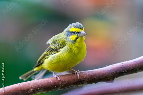 Yellow-fronted Canary, cute bird close up