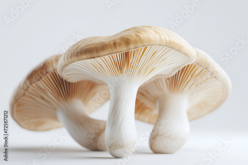 Mushrooms background. Very detailed studio macro photography