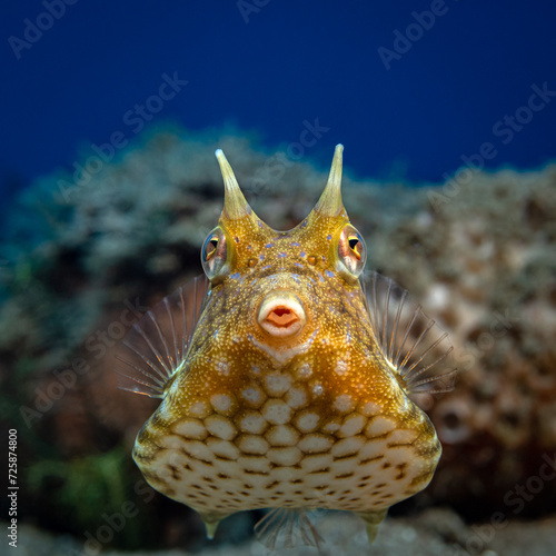 Thornback cowfish, Lactoria fornasini. underwater photo photo