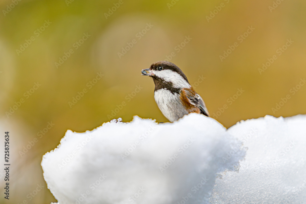 Naklejka premium Chestnut-backed chickadee in snow